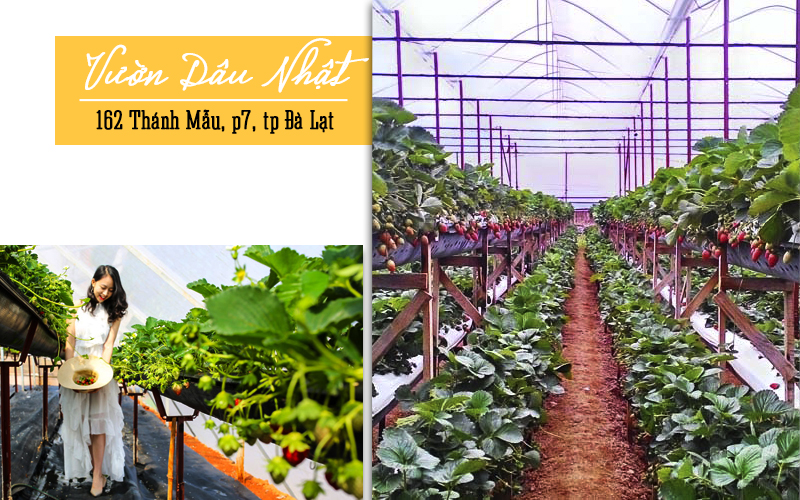 dia diem chup ngoai canh dep o da lat 4