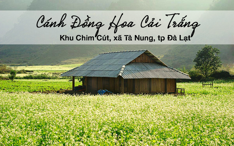 dia diem tham quan mien phi o da lat 10