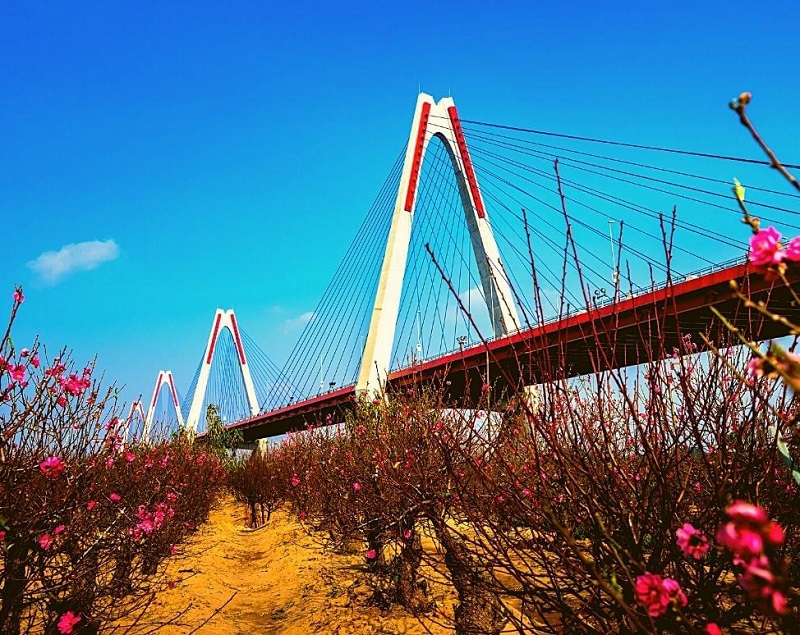 Vẻ đẹp của thung lũng hoa Hồ Tây